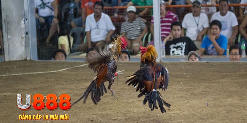 79king4 đăng nhập mậu binh khuyến mãi
